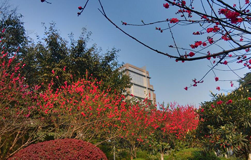 东川区高级中学