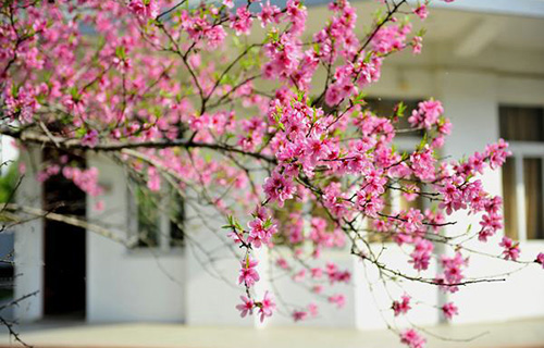 重庆师范专科学校附属中学